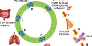 beneficios inmunologicos de la lactancia