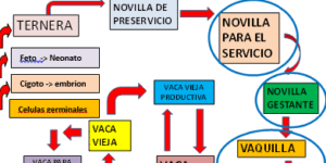 fases de produccion de leche