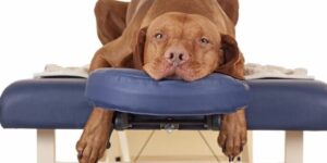 terapia de relajacion con animales